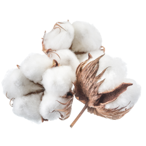 Pima Cotton